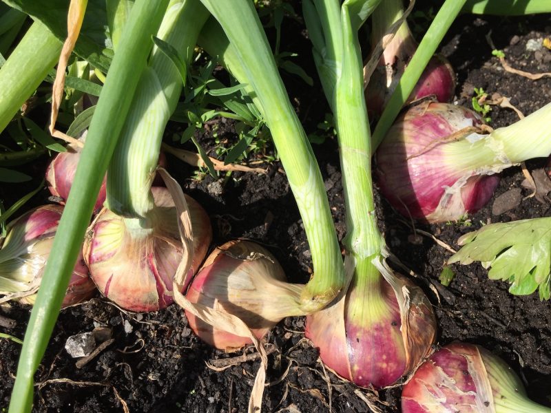 growing isobel onions