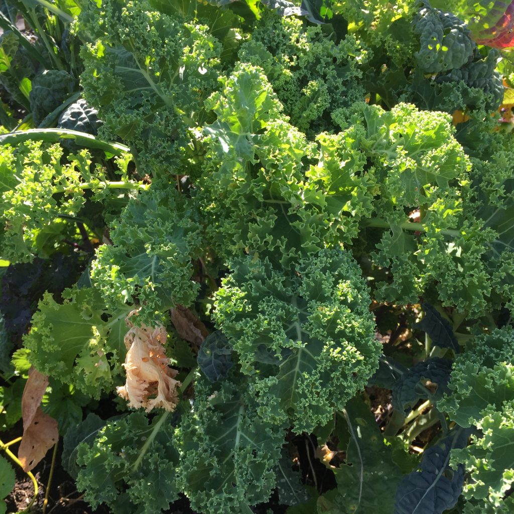 Kale devoured by caterpillars » My Home Farm