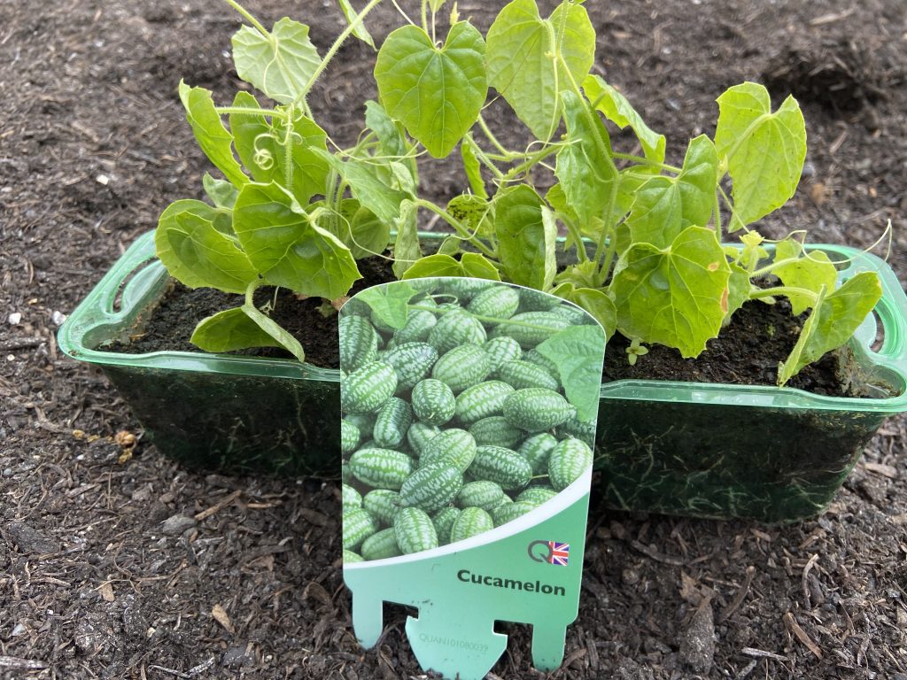 cucamelons 