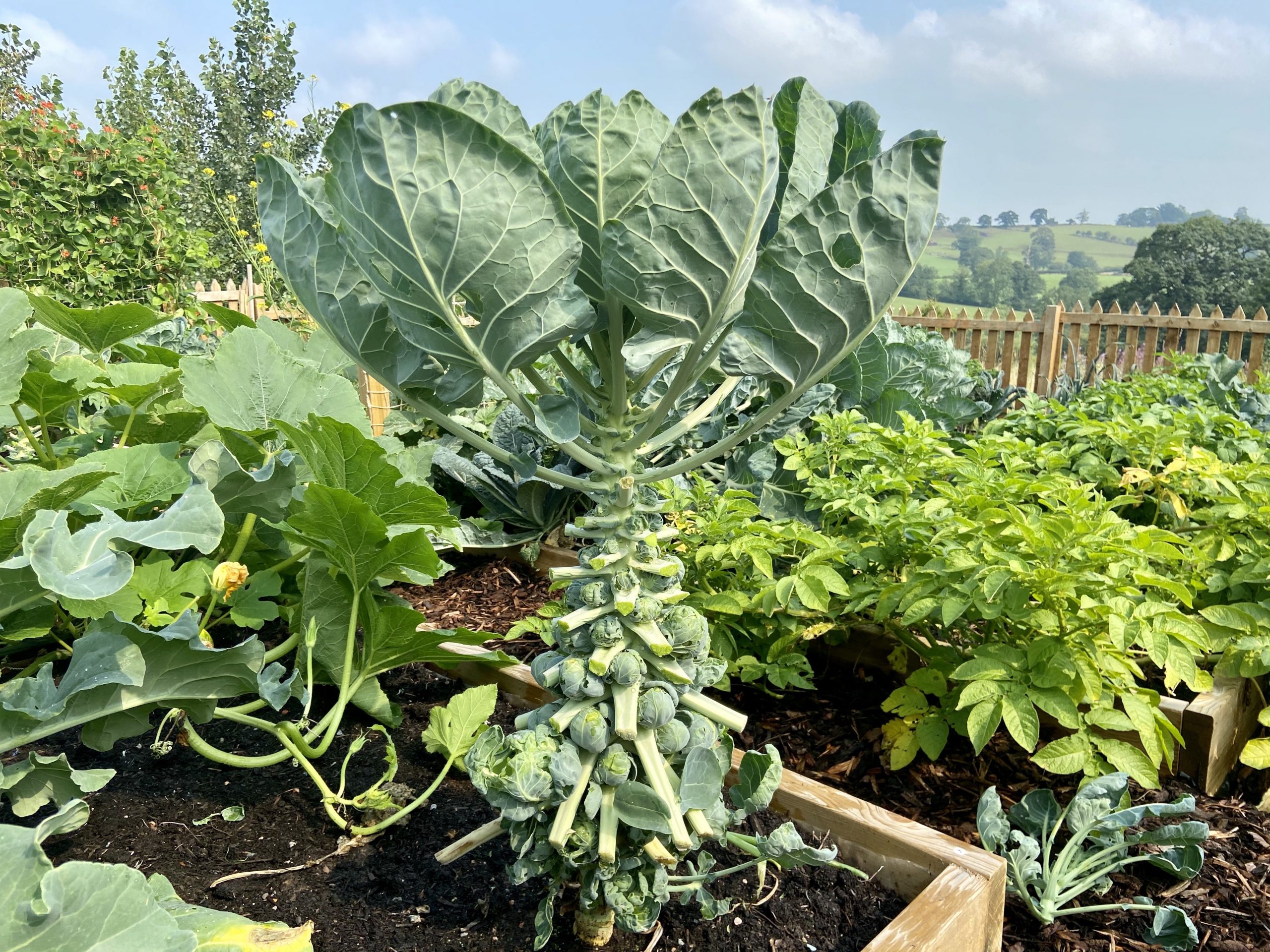 Pruning our Brussel sprouts » My Home Farm