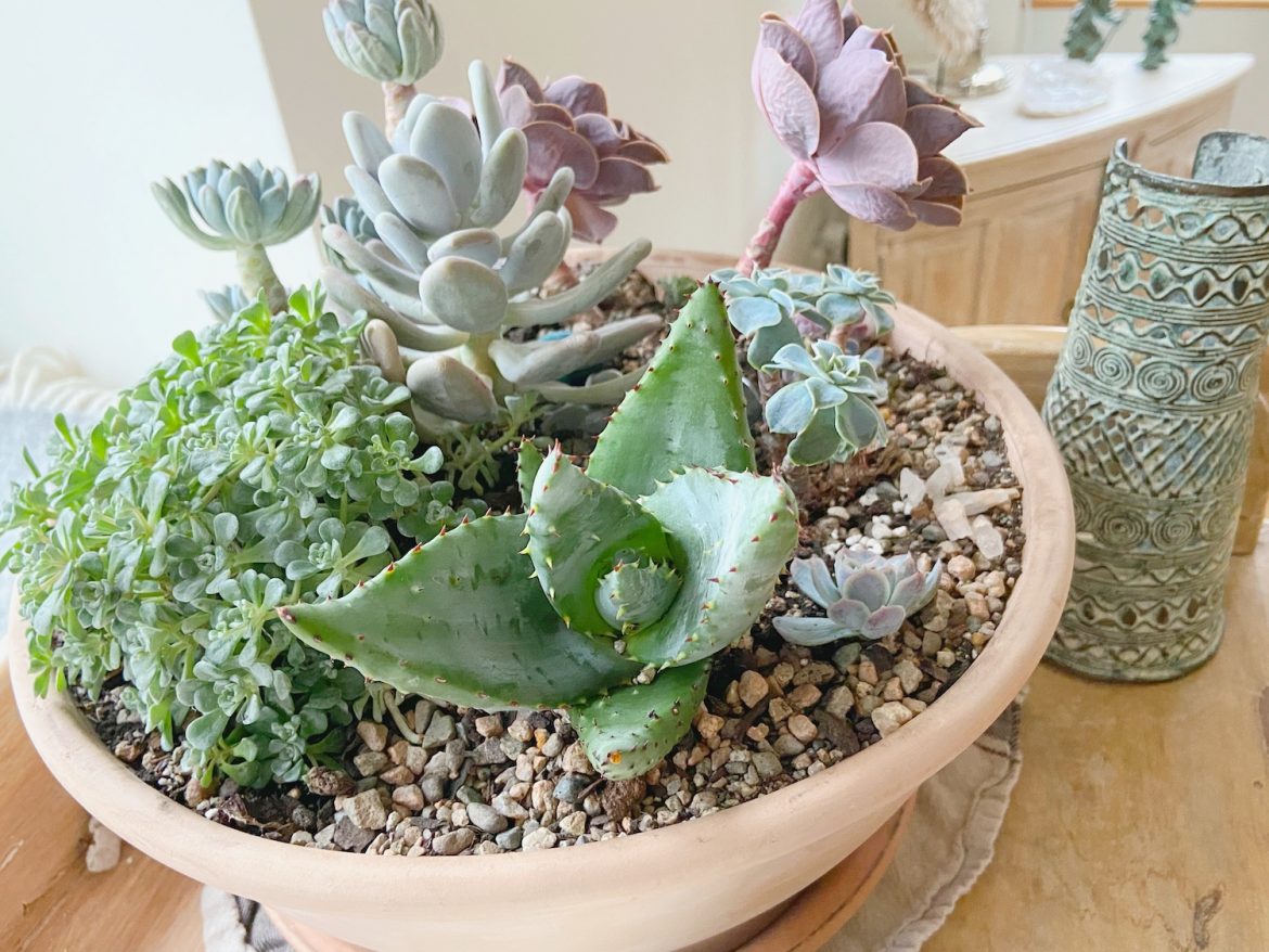 succulent display using perlite succulent display using perlite