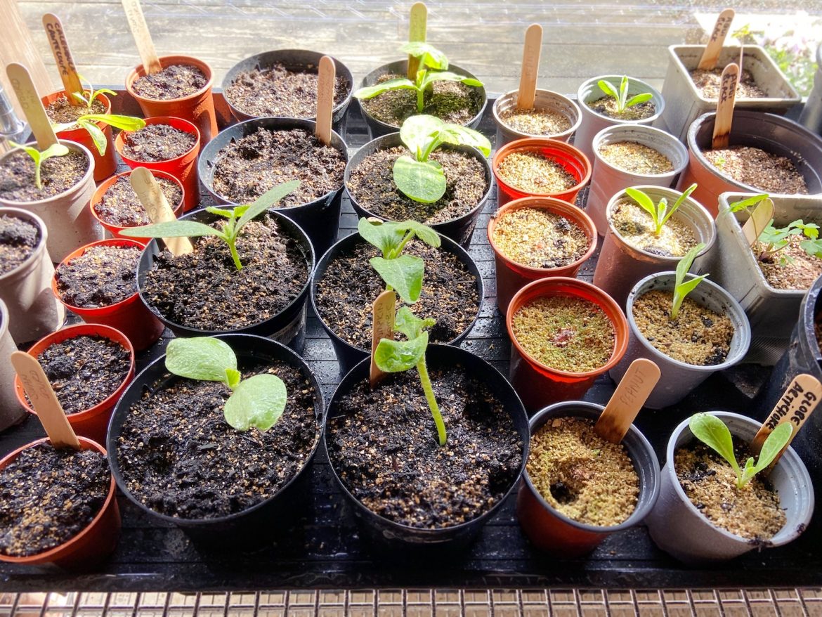 Veg seed update