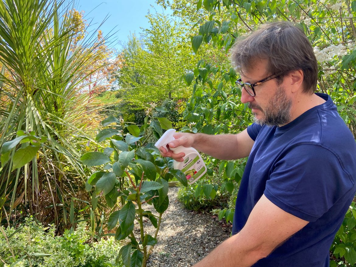 Potassium Soap for aphids