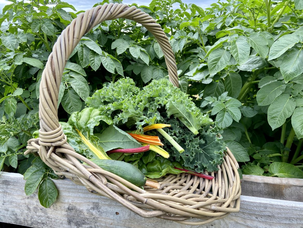 veg gaden update veg gaden update