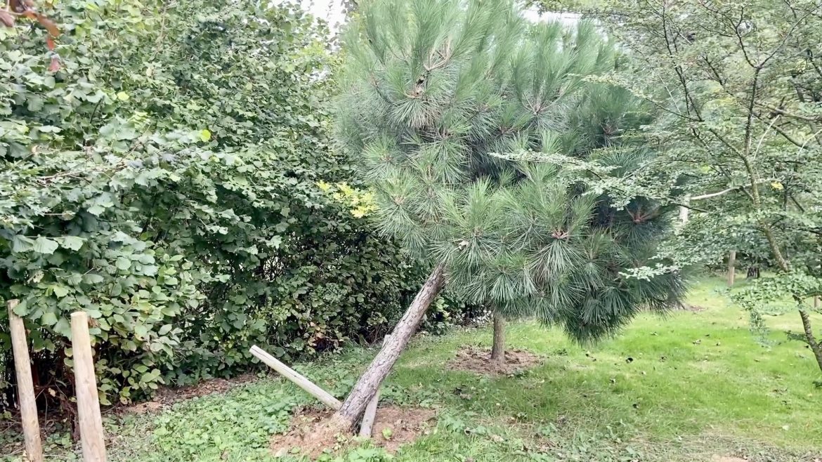 Pine before Pine before