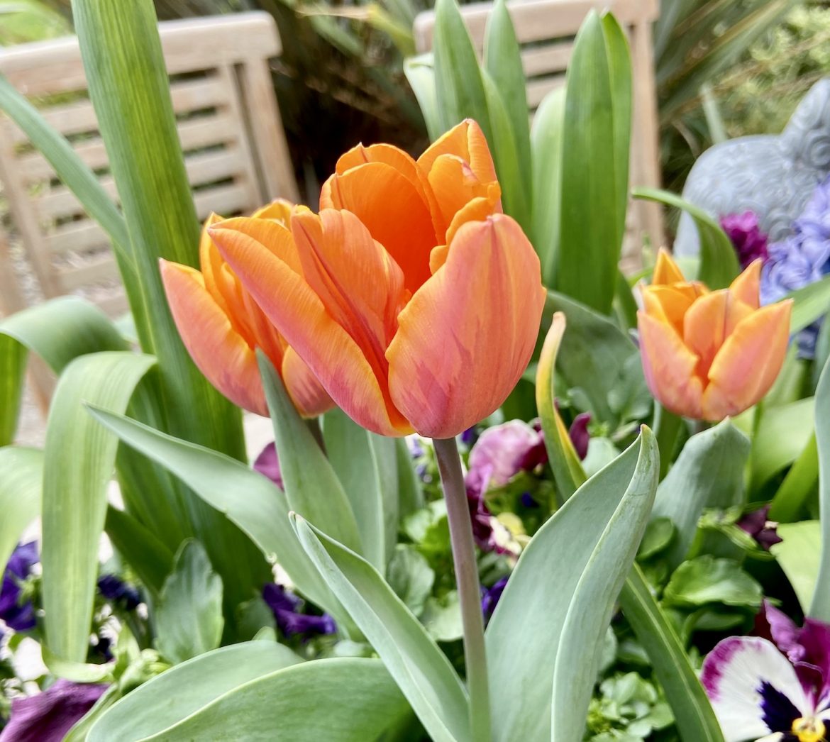 dutch grown tulips dutch grown tulips