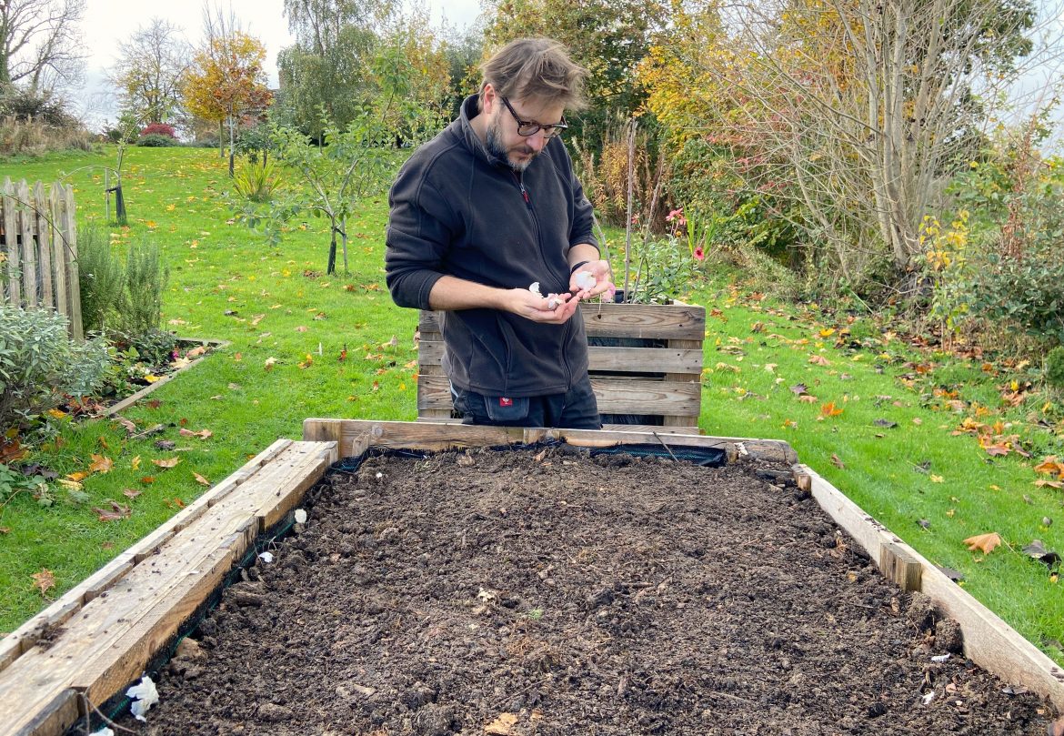 Planting garlic Planting garlic