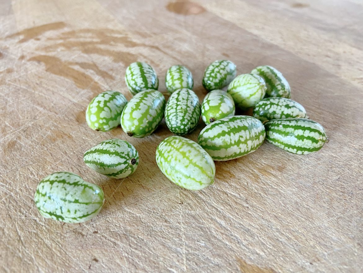 cucamelon melothria cucamelon melothria