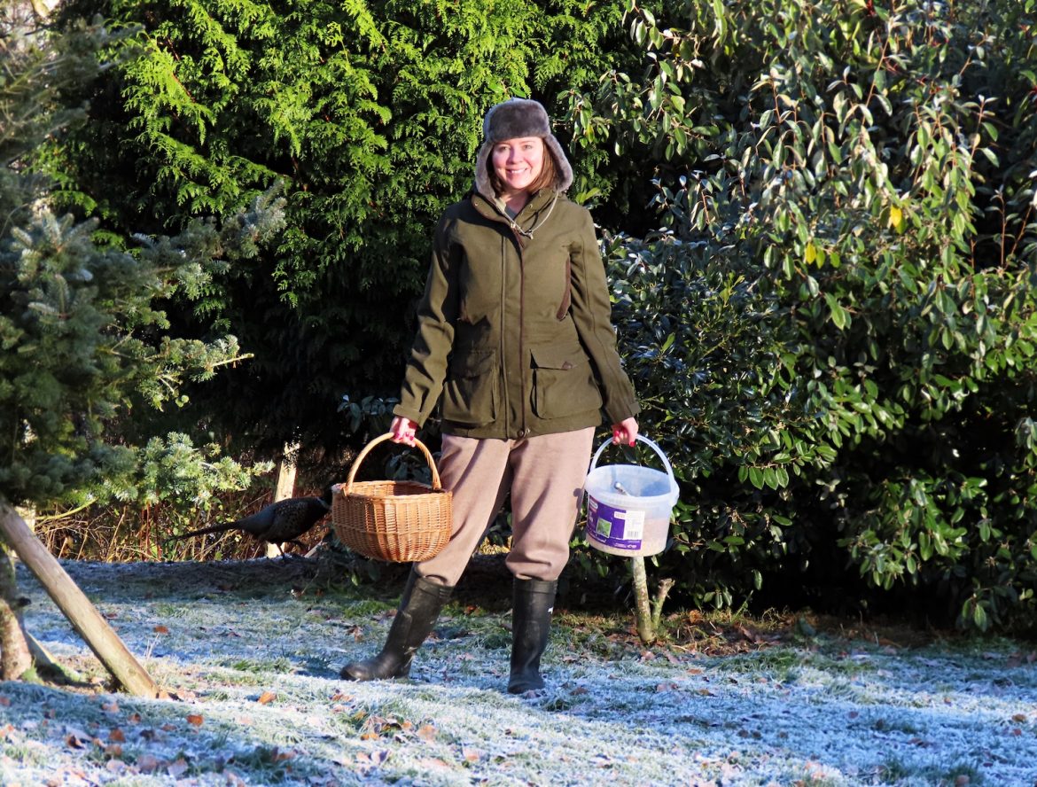 Feeding the pheasants