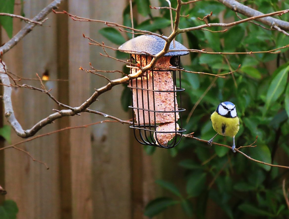 Happy Beaks bird food