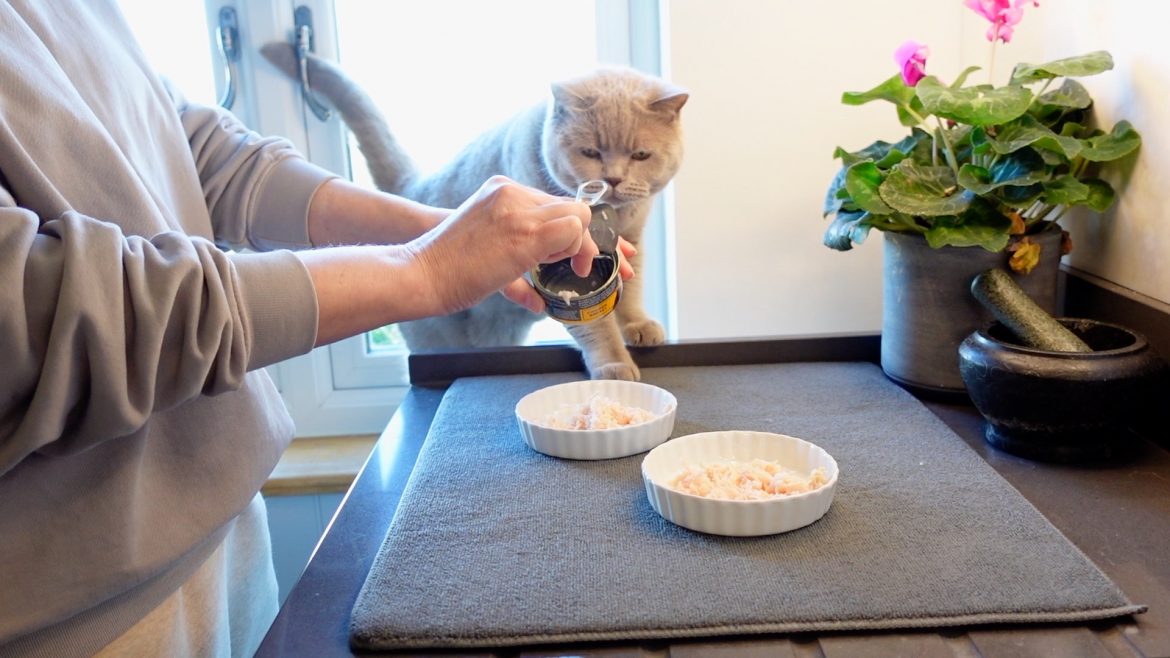 Olive – cat mercury poisoning