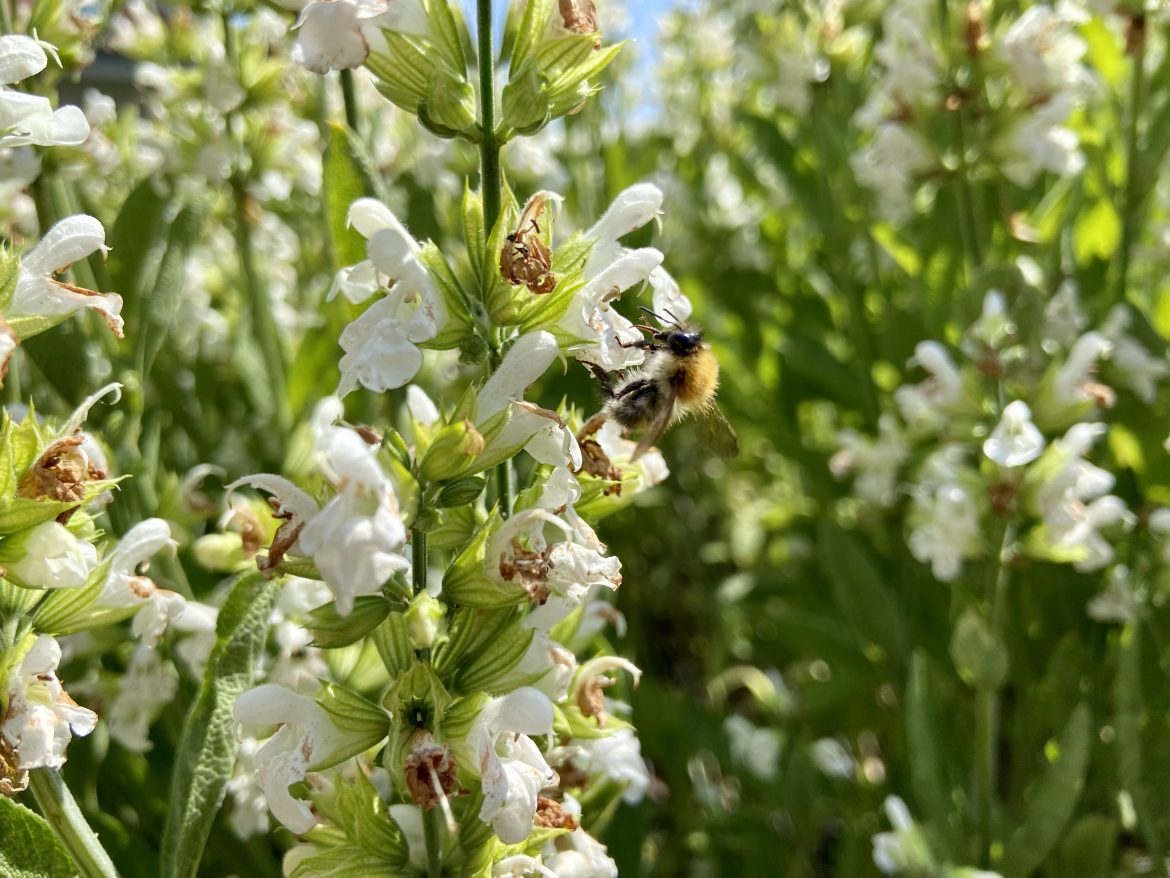 bees in our garden