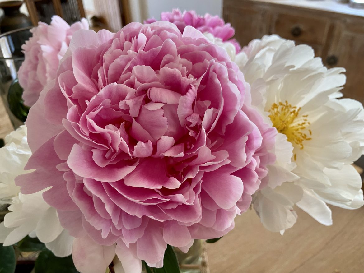 Fibonacci sequence in petals Fibonacci sequence in petals