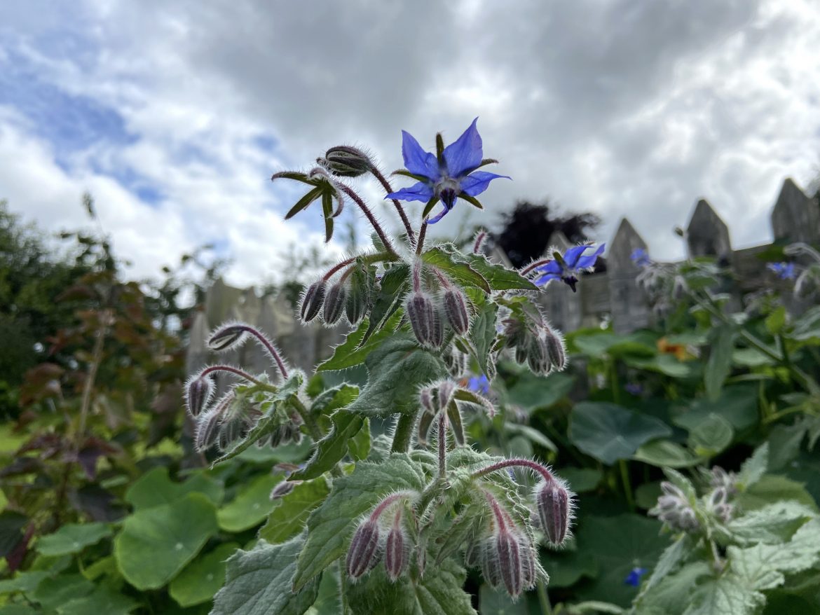 Borage